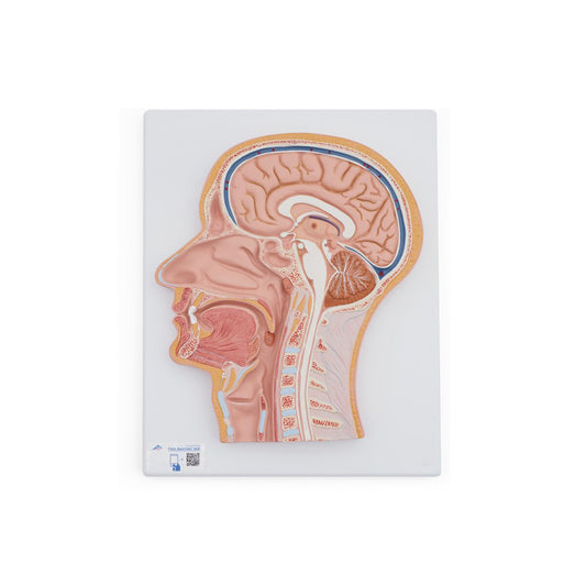 Median Section of the Head - 3B Scientific