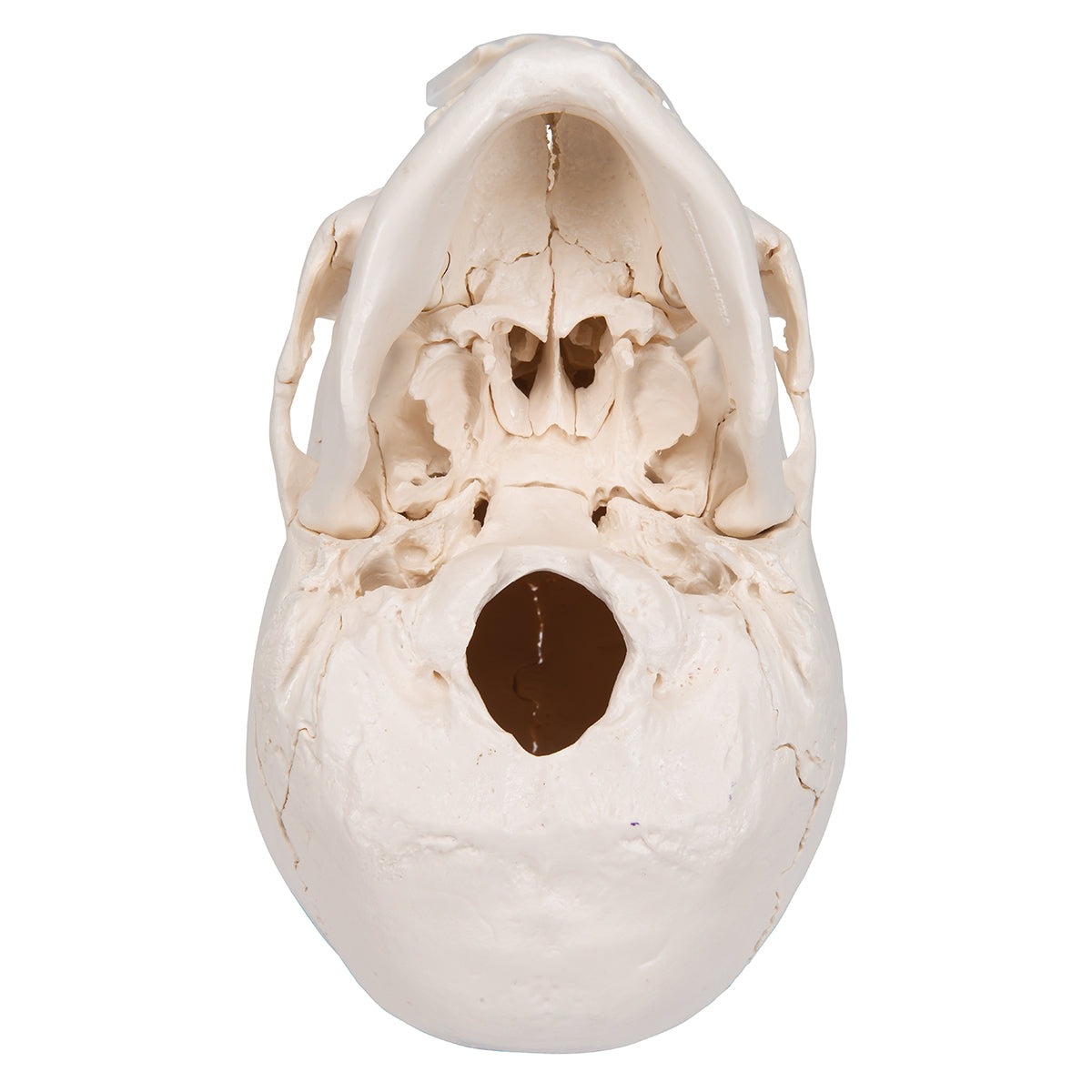 Beauchene Adult Human Skull Model, Bone Colored Version, 22 part - 3B Scientific