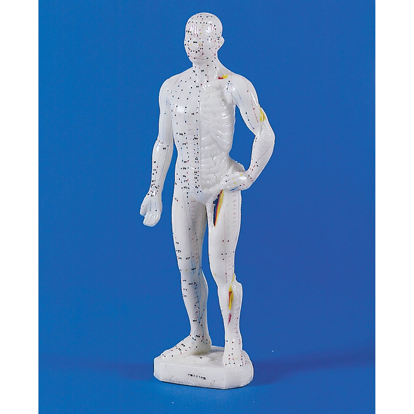 Chinese Acupuncture Figure - Male 26cm