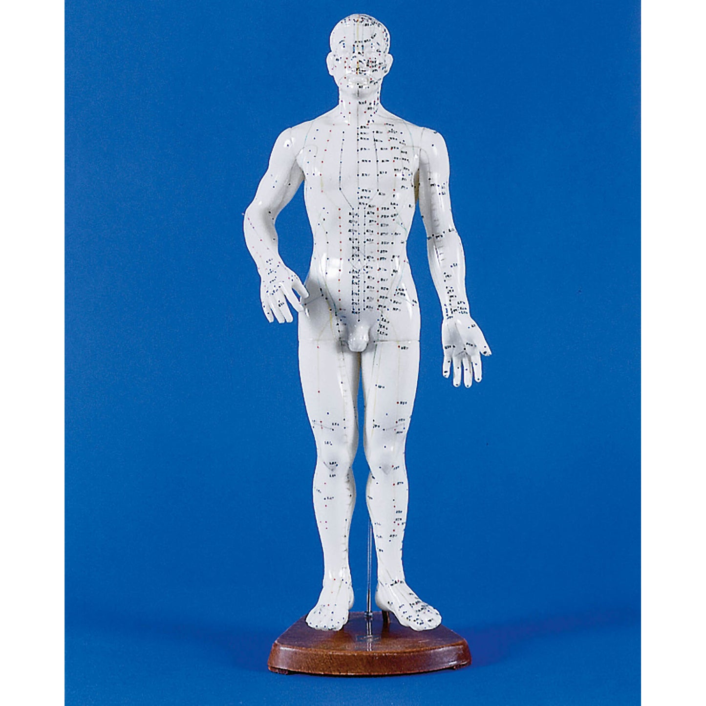 Chinese Acupuncture Figure - Male 50cm