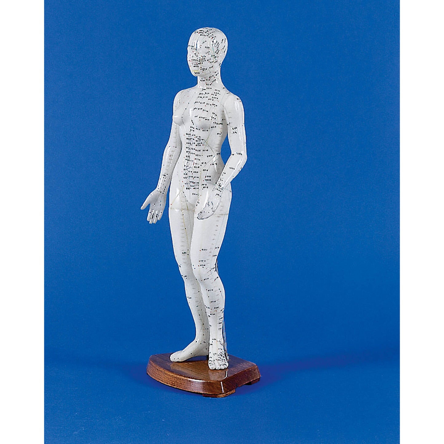 Chinese Acupuncture Figure - Female - Erler Zimmer