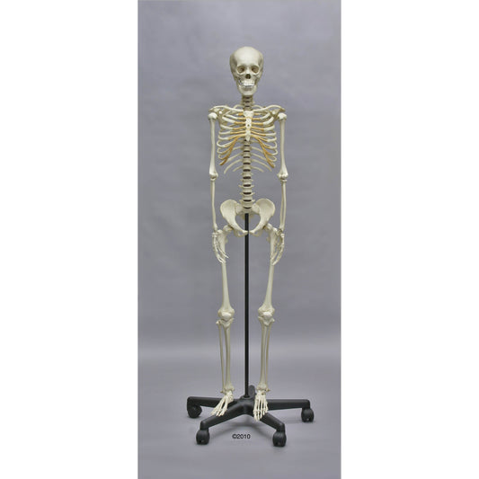 Adolescent Skeleton - Erler Zimmer