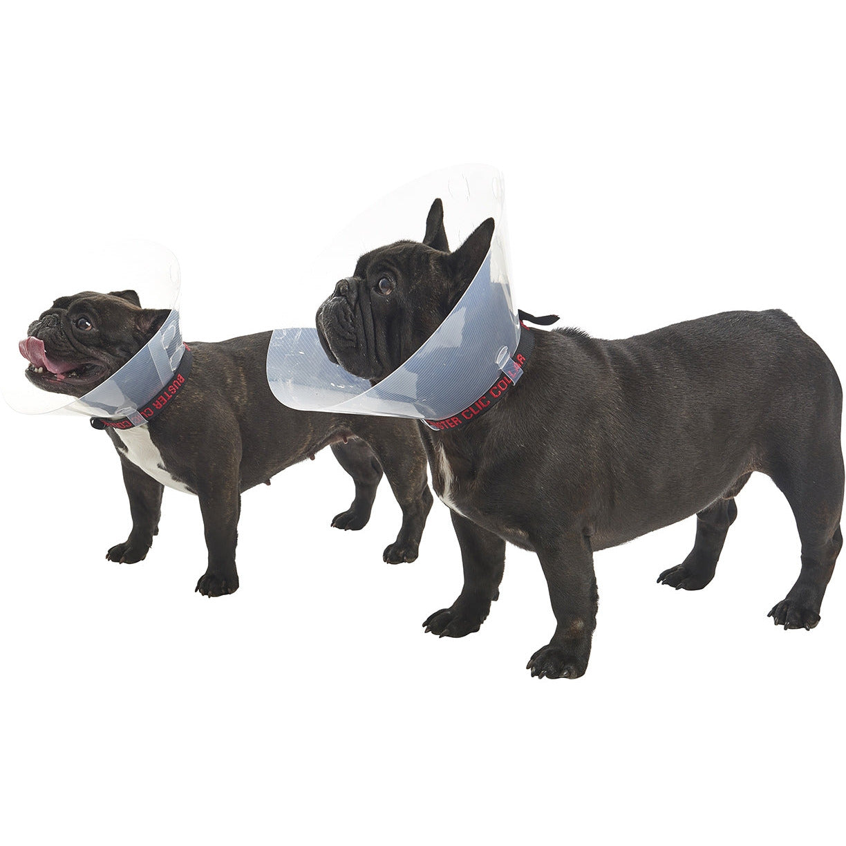 Buster E-Collar For Dogs Medium - Pack of 10 - MWI Animal Health