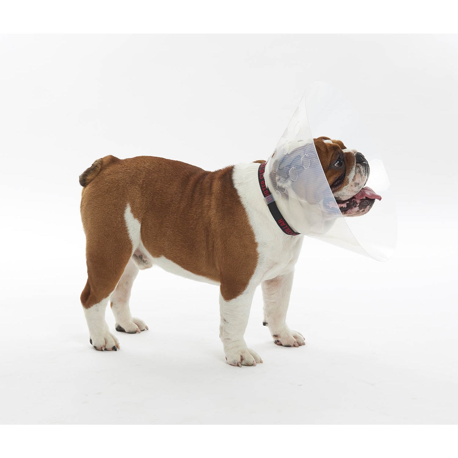 V buster hotsell dog cone