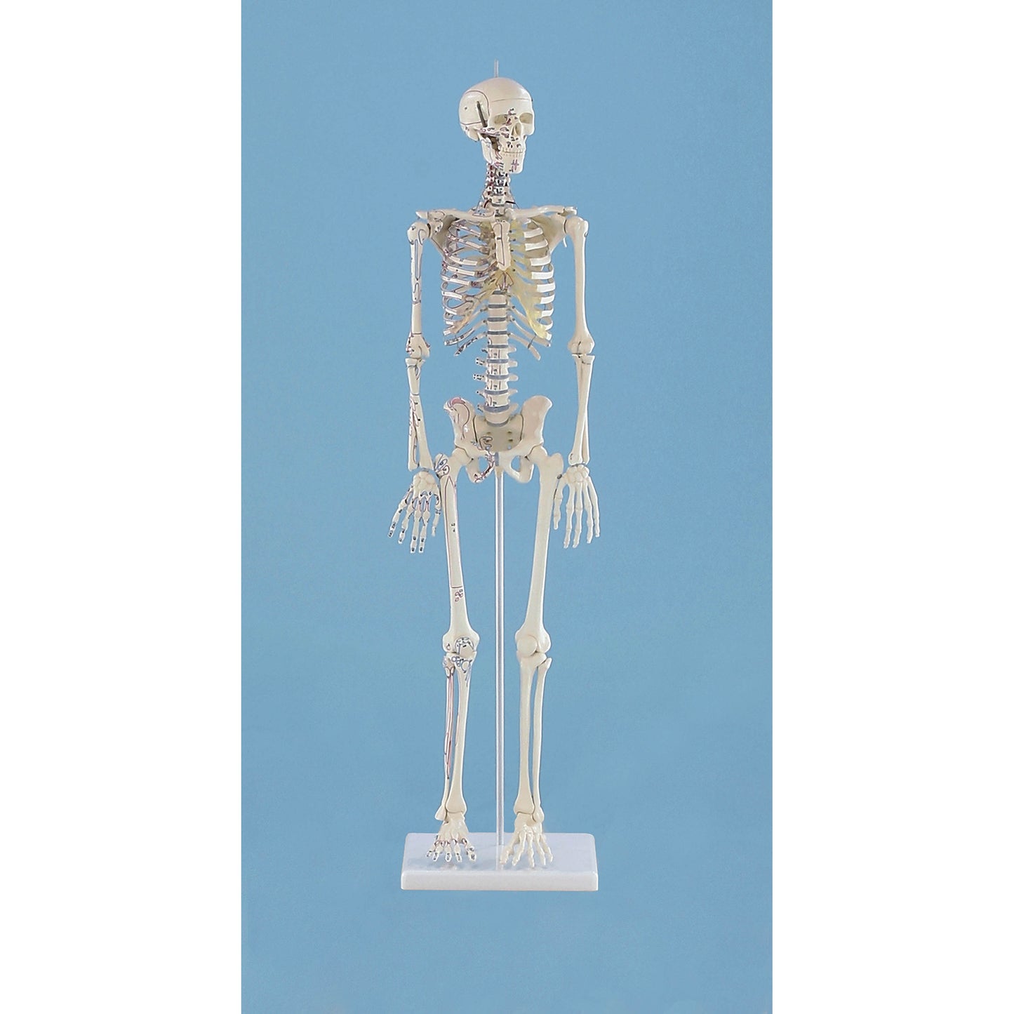 Miniature-Skeleton “Daniel” with Muscle Markings - Erler Zimmer