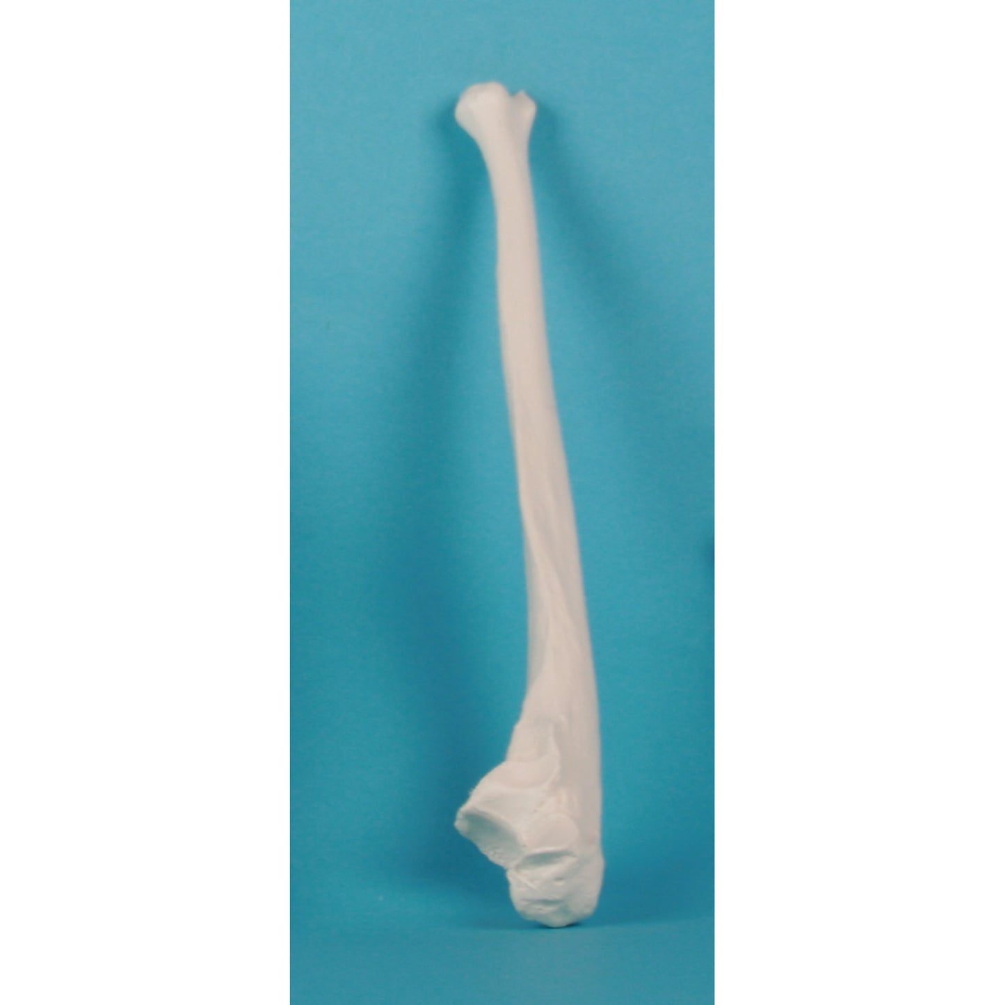 Ulna - Erler Zimmer