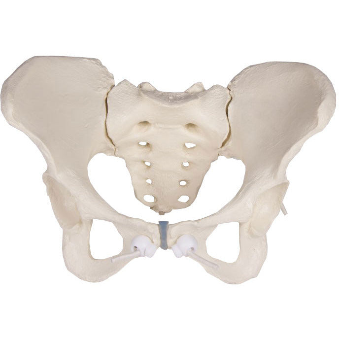 Female Pelvis Model - Flexible – Medisave UK