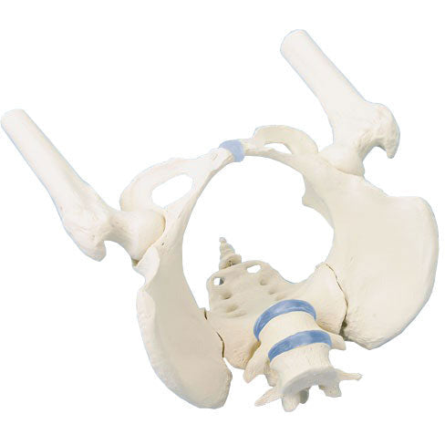 Female Pelvis Model with Sacrum, 2 Lumbar Vertebrae and Femoral Stumps ...