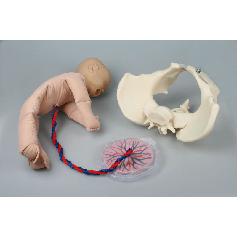 Female Pelvis with Foetus Doll – Medisave UK