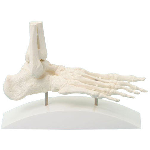 Foot Skeleton on Stand