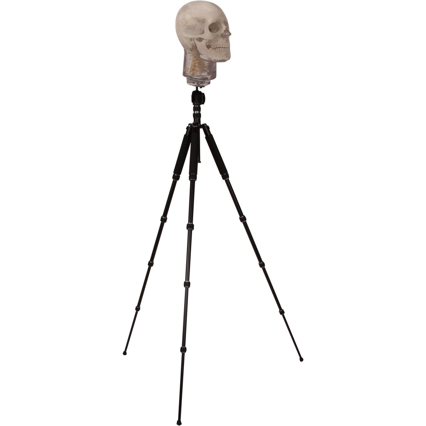 Tripod for X-Ray Phantom Head - Erler Zimmer