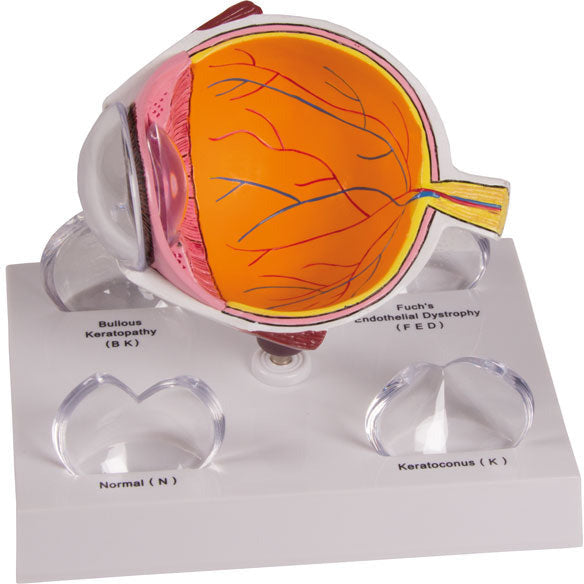 Cornea Eye Cross-Section - Erler Zimmer