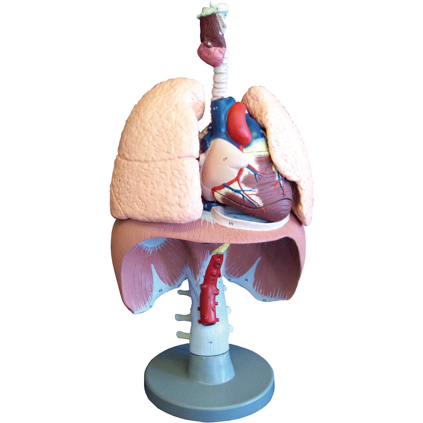 Respiratory Organs - Erler Zimmer