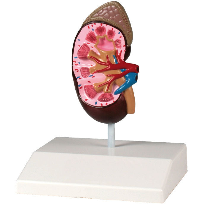 Kidney Model - Life-Size – Medisave UK