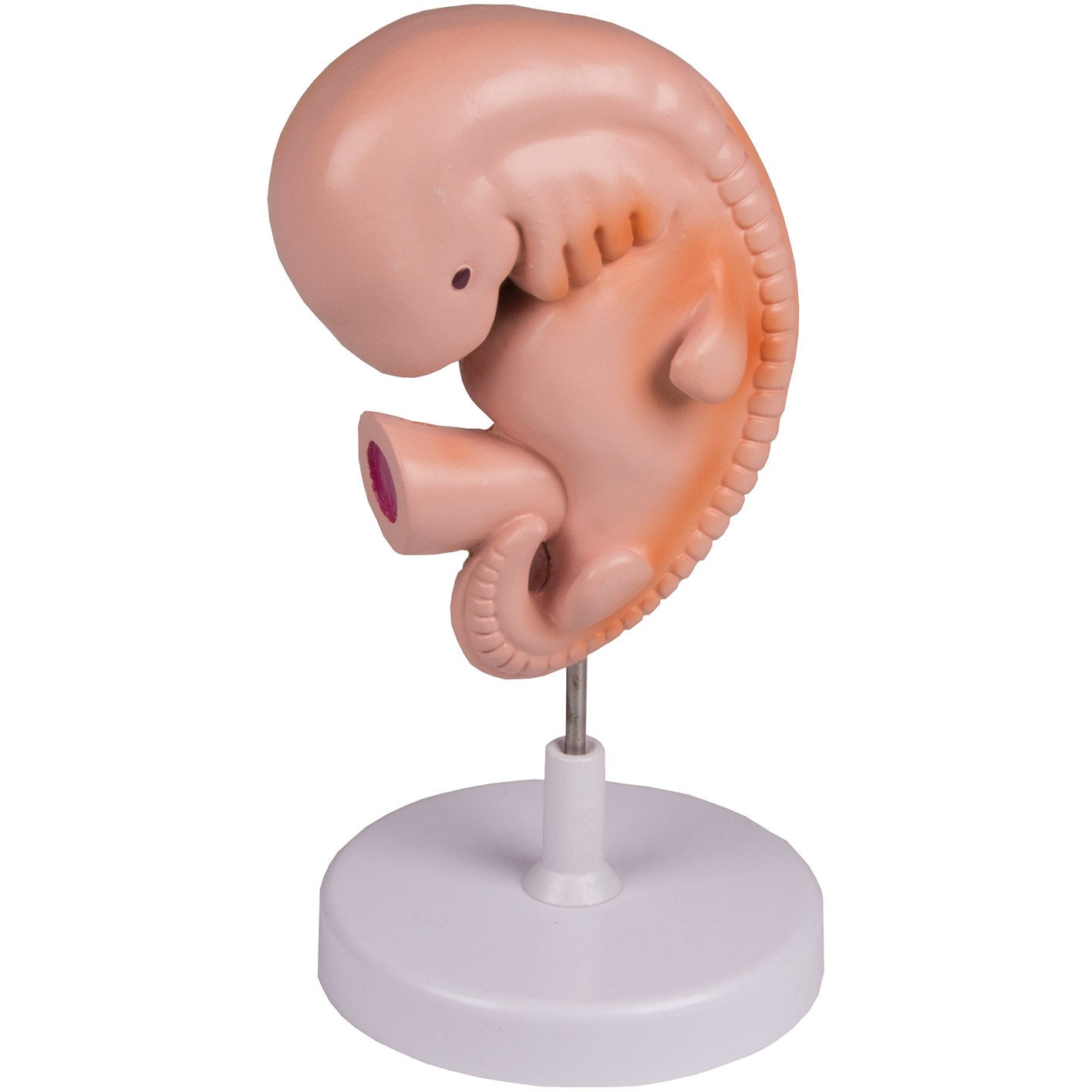 Human Embryo - 4 Weeks - Erler Zimmer