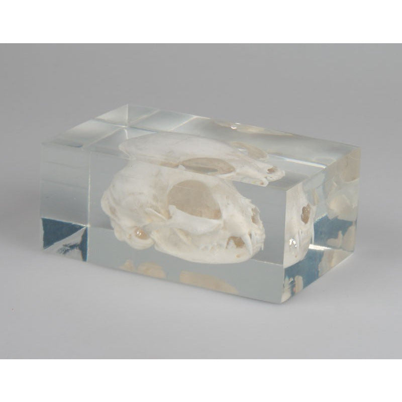 Cat Skull in Plastic Block - Erler Zimmer