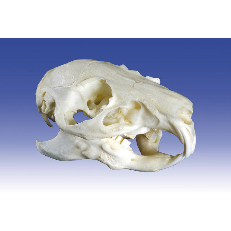 Guinea Pig Skull - Erler Zimmer