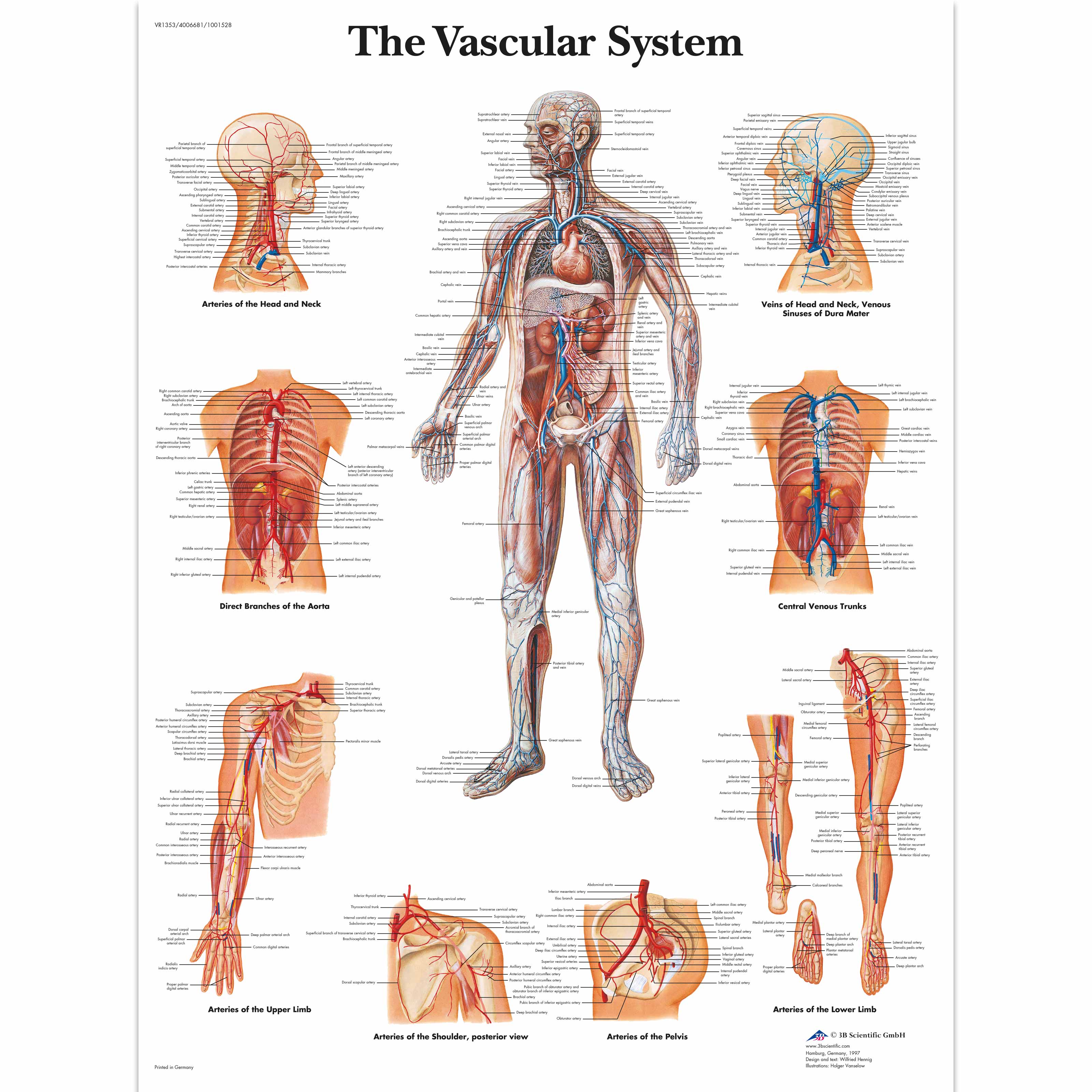 The Vascular System Chart – Medisave UK