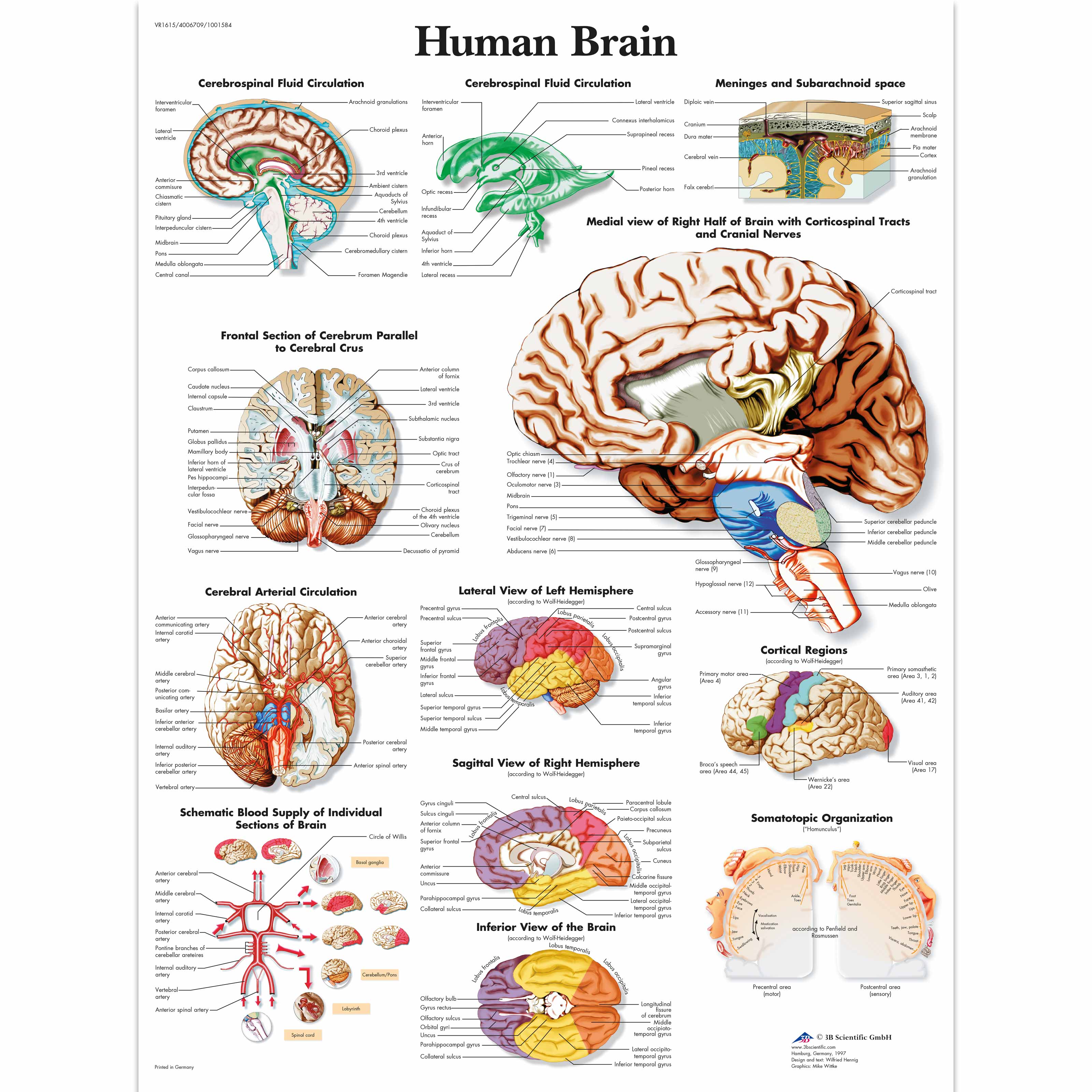 Human Brain Chart – Medisave UK