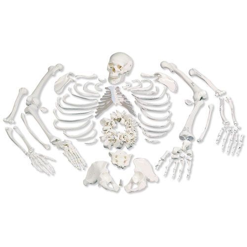 Disarticulated Human Skeleton Model, complete with 3-part skull ...