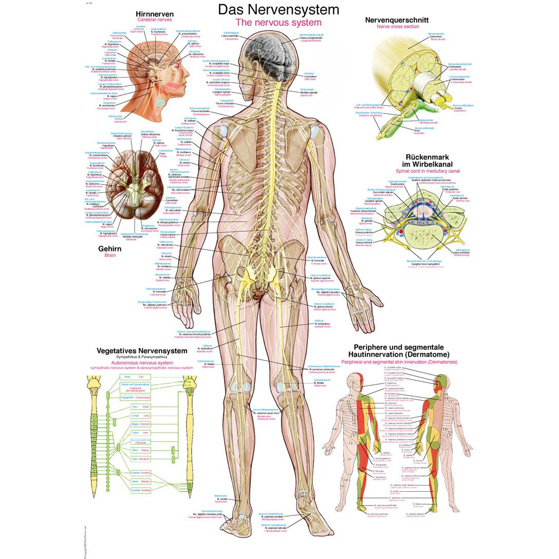 The Nervous System - Poster – Medisave UK