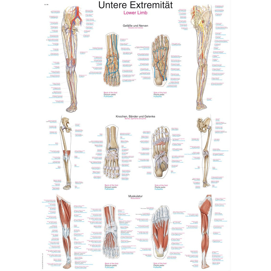 Lower Limbs - Poster – Medisave UK