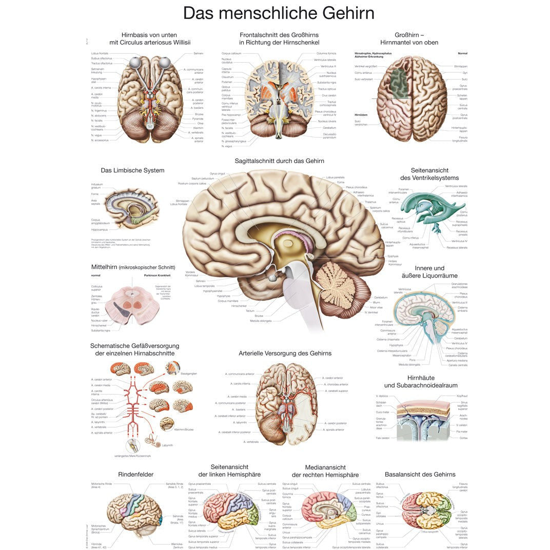 The Human Brain - Poster