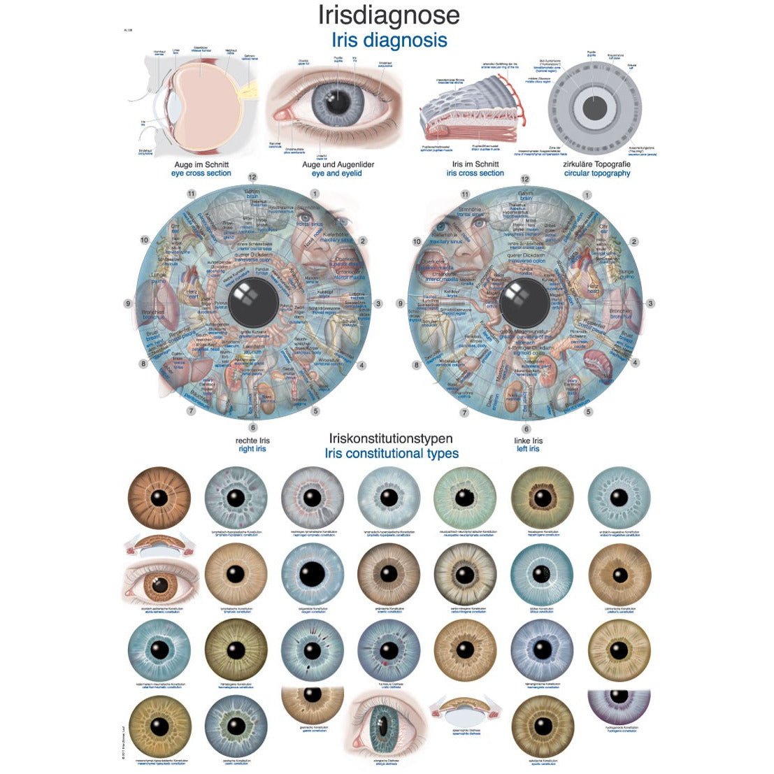 Iris Diagnosis - Poster – Medisave UK