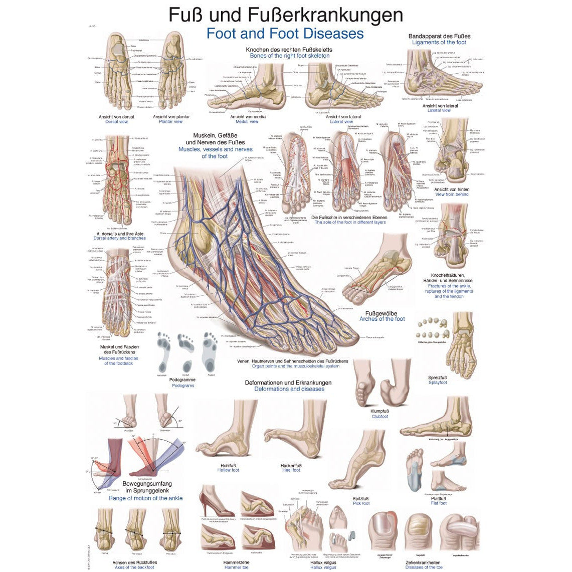 The Foot and Foot Diseases - Poster