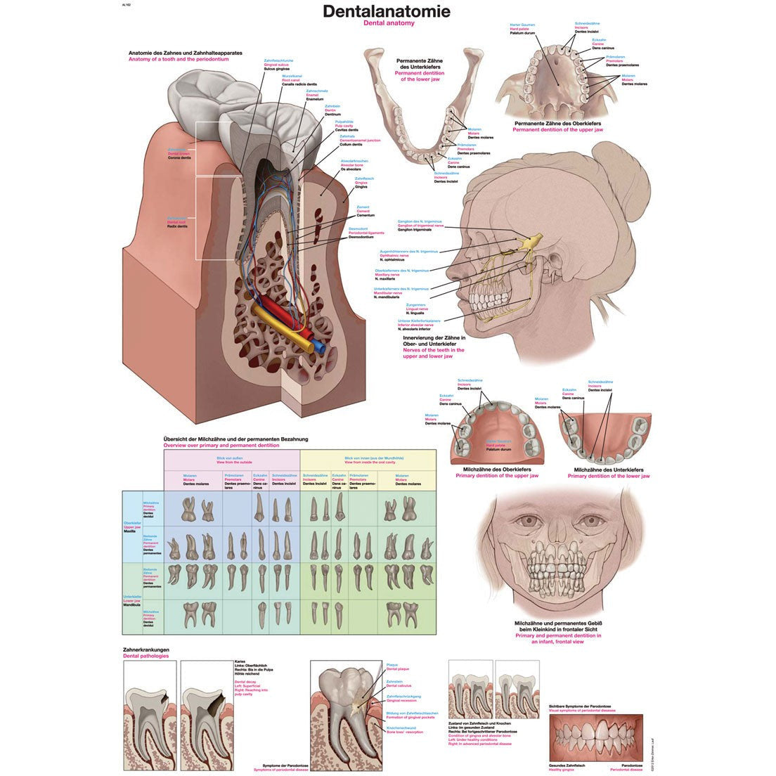 Dental Anatomy - Poster