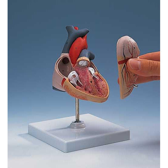 Heart Model in 2 Parts