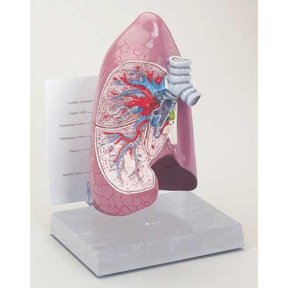 Half Lung Model