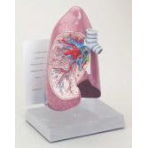 Half Lung Model