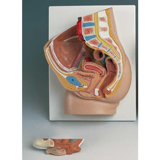 2 Part Female Pelvis