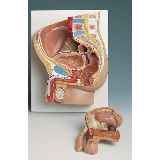 2 Part Male Pelvis