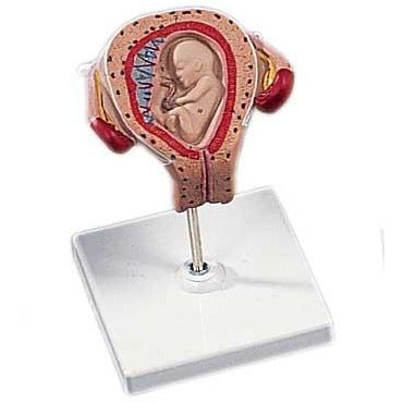 3rd Month Embryo Model