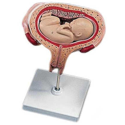 5th Month Fetus Dorsal Model