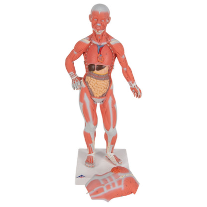 1/3 Life-Size Human Muscle Figure, 2 part