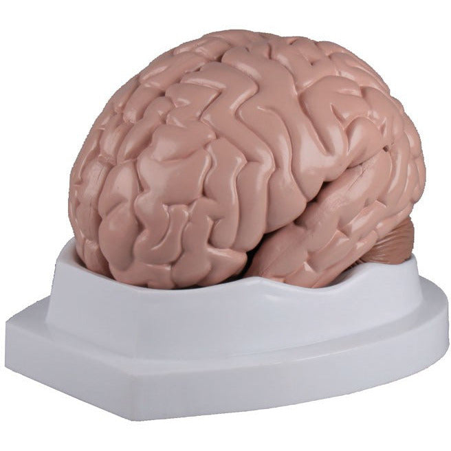 Brain Model - 5 Parts – Medisave UK