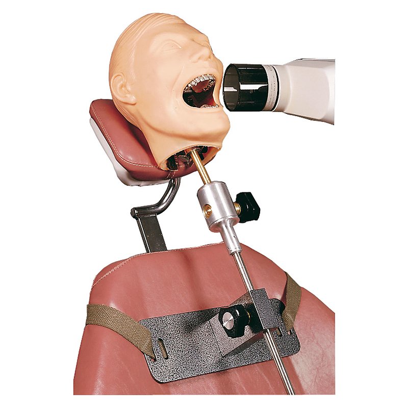 X-Ray Dental Manikin - Erler Zimmer