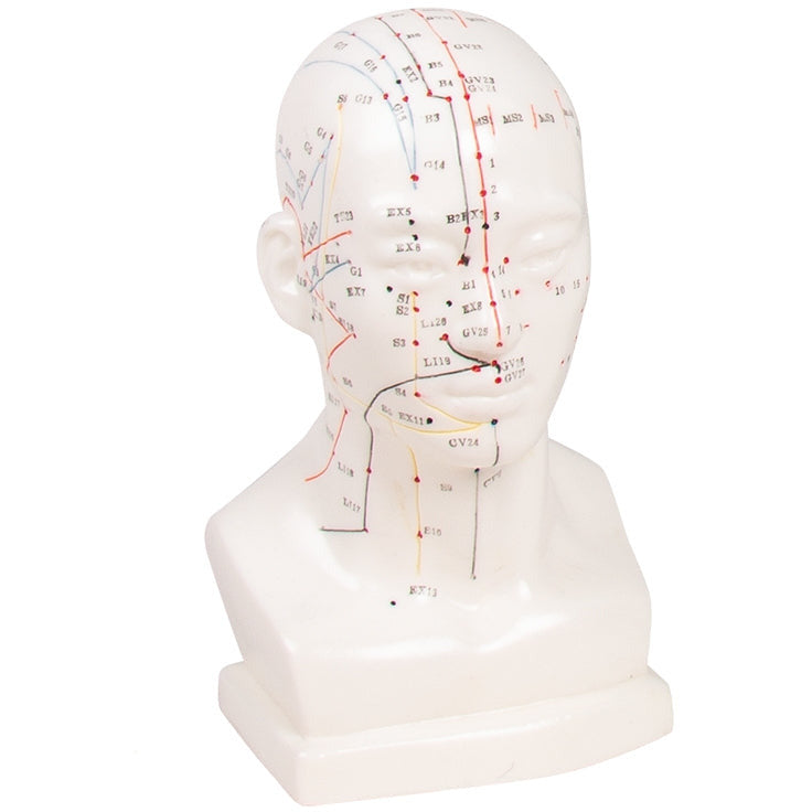 Chinese Acupuncture Head - Erler Zimmer