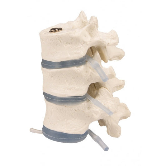 3 Thoracic Vertebrae - Erler Zimmer