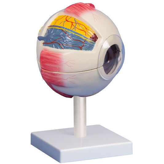 Eye Model - 6 Times Life-Size, 6 Parts