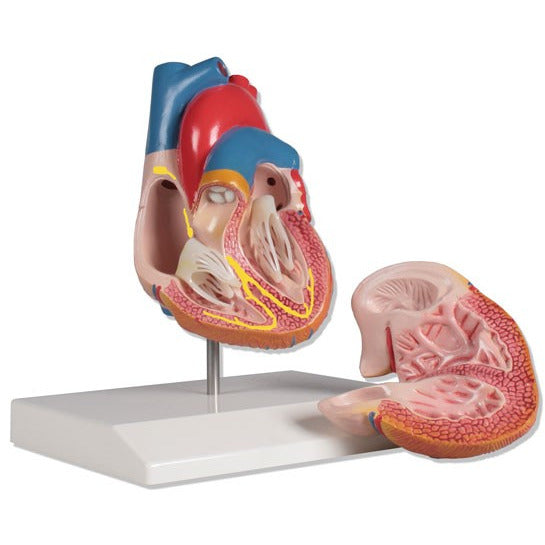 Heart Model with Conducting System - 2 Parts – Medisave UK