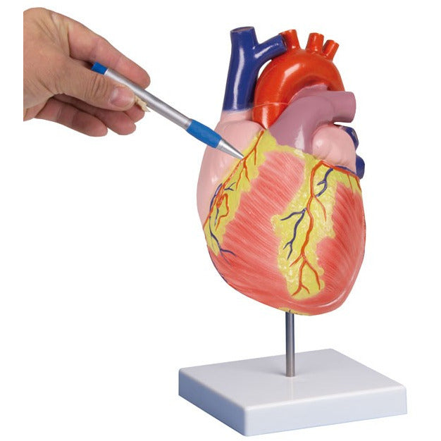 Human Heart - 2 Times Life-Size, 2 Parts