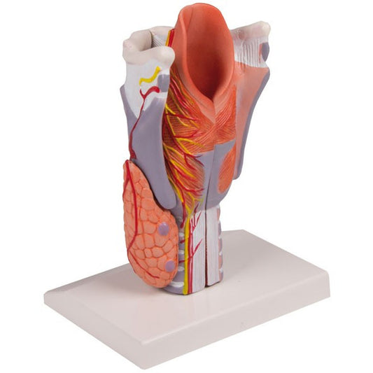 Larynx Model - 2 Times Life-Size, 5 Parts