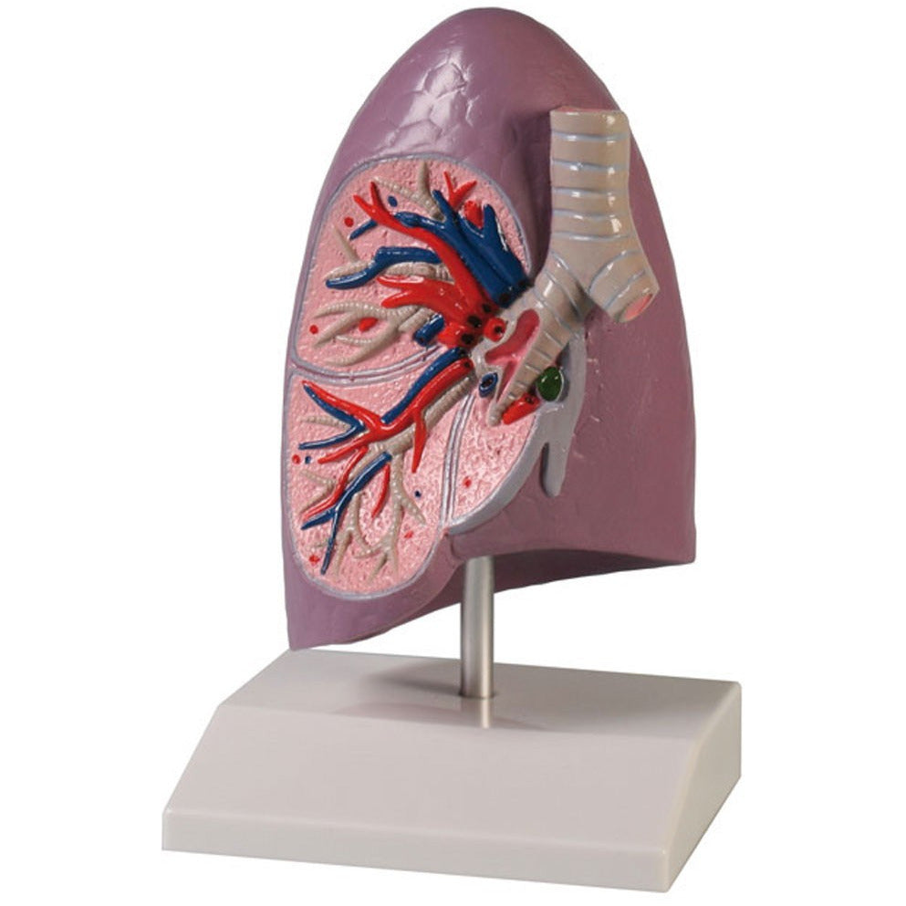 Lung Half Model - Life-Size – Medisave UK