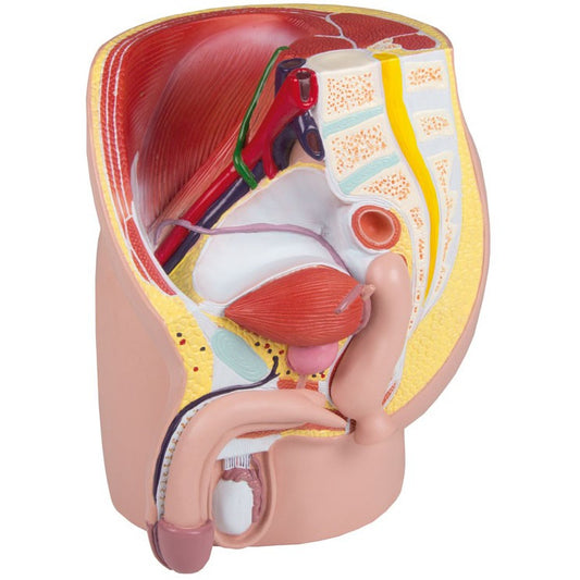 Male Pelvis - Life-Size, 4 Parts