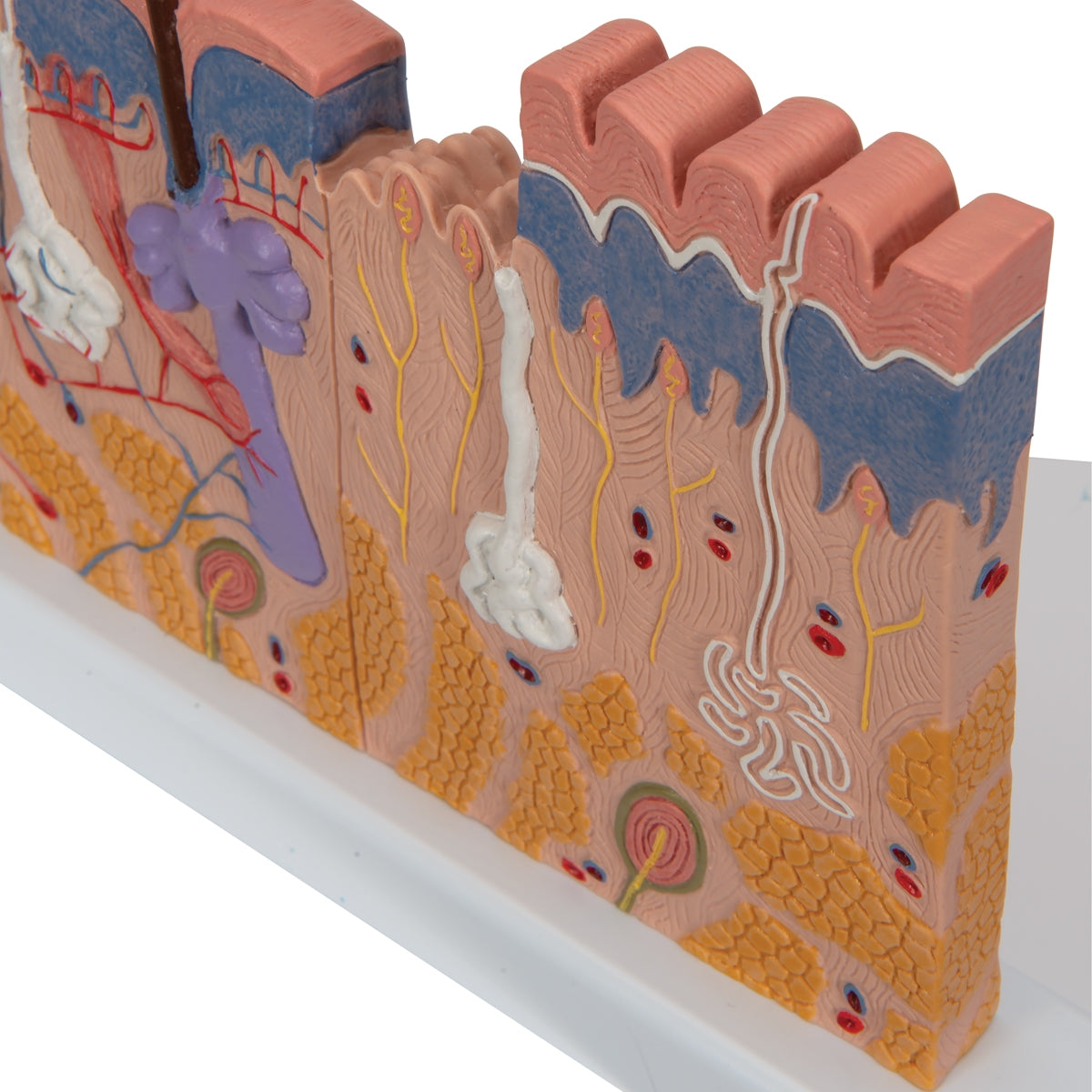 Human Skin Section Model, 40 times Full-Size - 3B Scientific