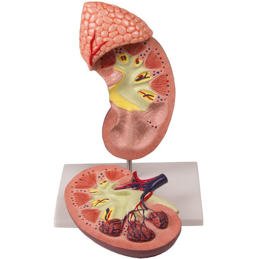 Kidney Model with Adrenal Gland - 2 Times Life-Size, 2 Parts